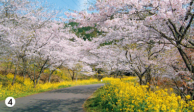 「七曲（ななまが）りの桜」と呼ばれる仲哀（ちゅうあい）公園の桜（みやこ町）