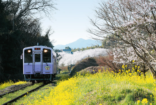 列車と線路脇に咲く菜の花の写真
