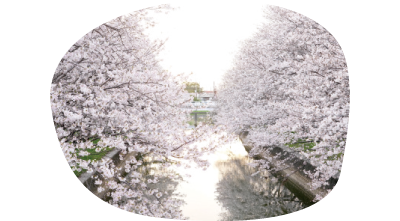 堂面川の桜並木