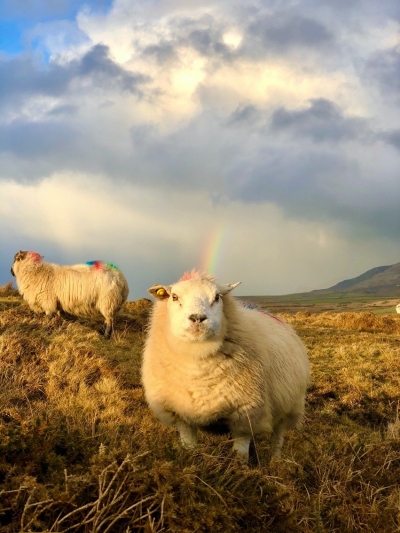 羊の毛についている色は、羊を見分ける為に各牧場がつけたオリジナルのマークです。