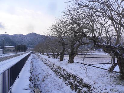 柳坂曽根のハゼ並木から眺める冬の兜山