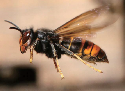 ツマアカスズメバチの写真