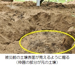 被災前の土壌表面が見えるように掘る