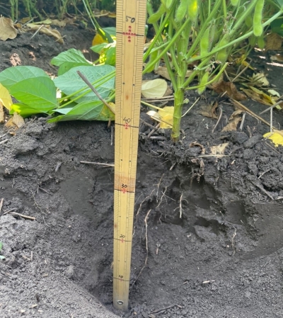 土を掘って土壌下層における大豆の根の張り状況を確認しているところ