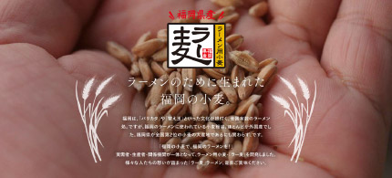 ラーメンのために生まれた福岡の小麦の写真