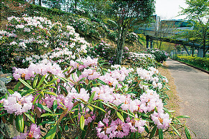 英彦山花園