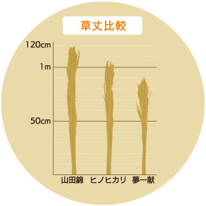 「山田錦」「ヒノヒカリ」「夢一献」の草丈を比較した図