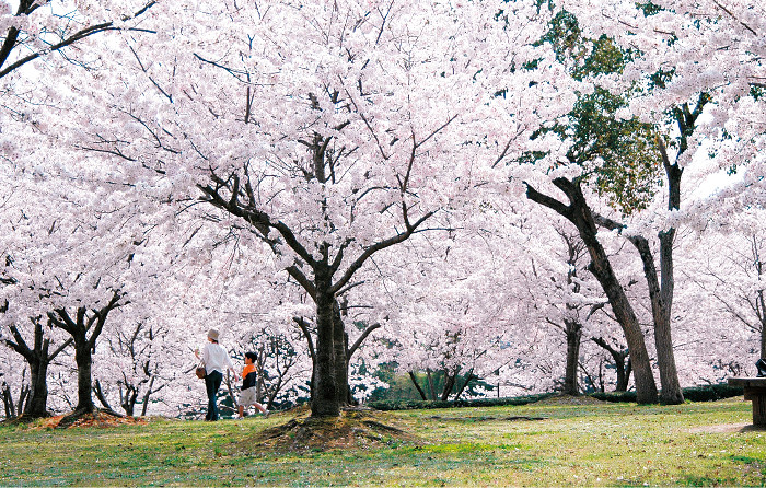 竜光寺公園