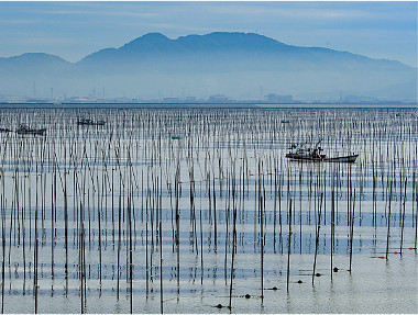 「海苔ひび」