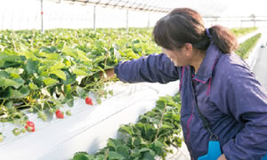 根元にある枯れた葉は小まめに取り除く