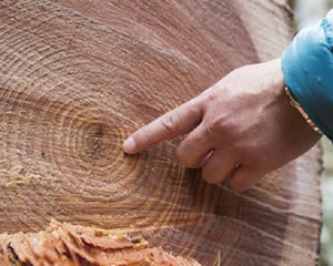樹齢40～50年くらいが木材にするにはちょうど良い大きさ