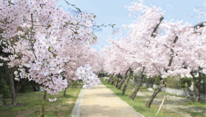 人丸神社・人丸公園の桜