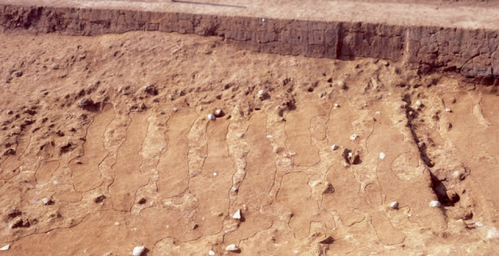 カワラケ田遺跡から検出された波板状遺構