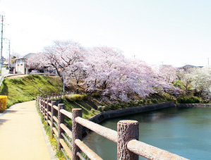 御手水池（おちょうずいけ）の写真