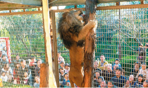 大牟田市動物園の写真