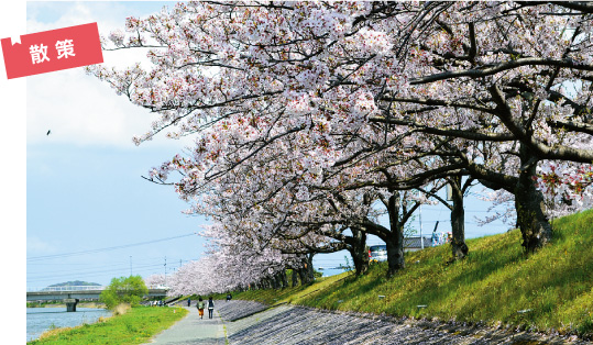 河畔の桜並木の写真