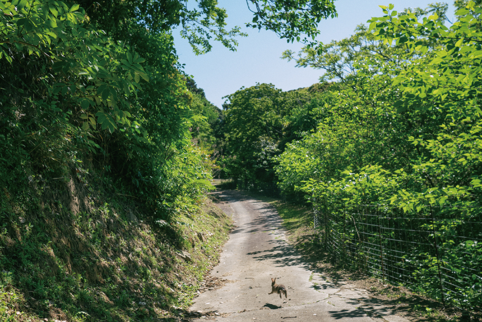 道に飛び出してきた野ウサギの写真