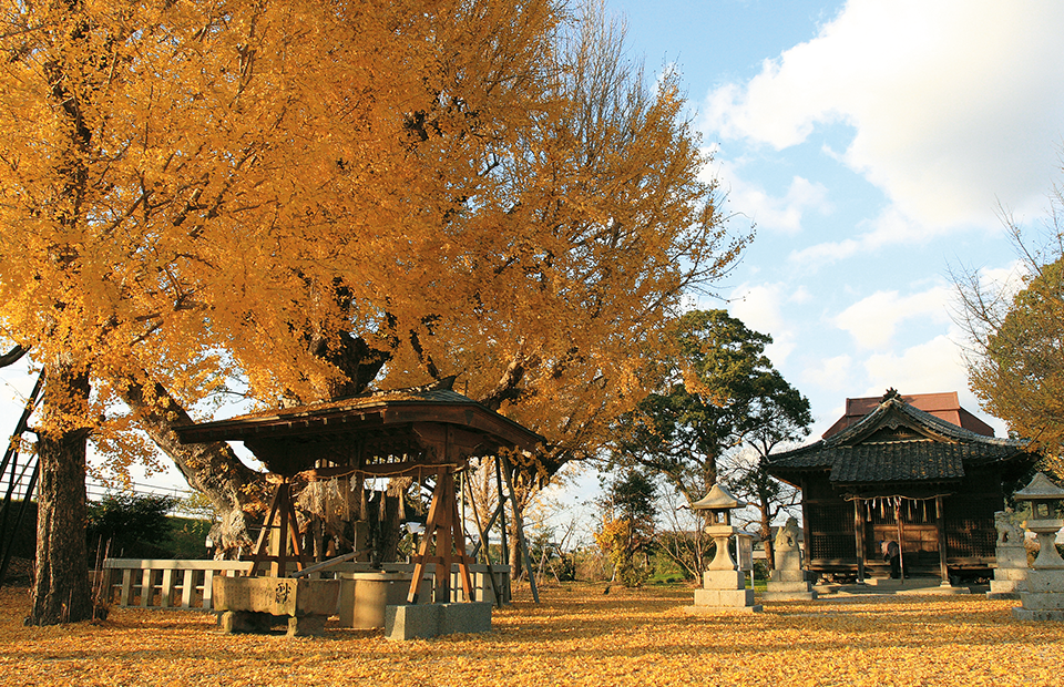 八劔神社の大イチョウの写真