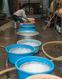 精米後の洗米と浸漬の様子