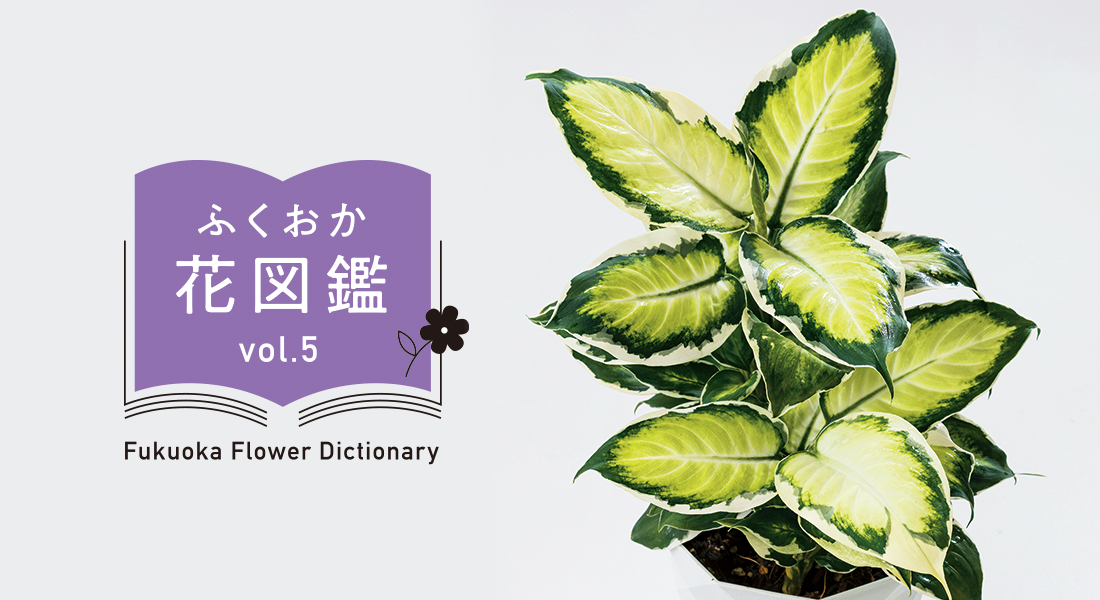 ふくおか花図鑑のロゴとディフェンバキアの写真 ふくおか花図鑑のロゴとディフェンバキアの写真