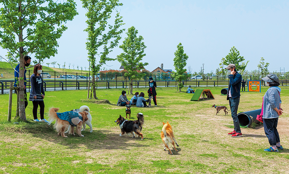 筑後広域公園の広々とした芝生エリアの写真