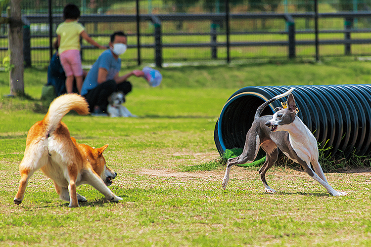 公園で遊ぶ犬の写真