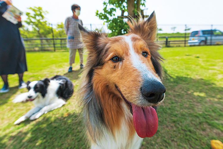 犬の写真 犬の写真