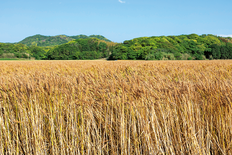 糸島市芥屋（けや）にあるラー麦畑の写真