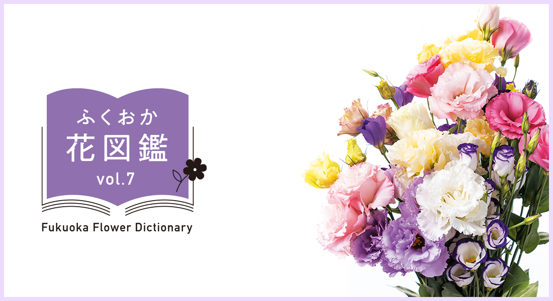 ふくおか花図鑑のロゴとトルコギキョウの写真 ふくおか花図鑑のロゴとトルコギキョウの写真