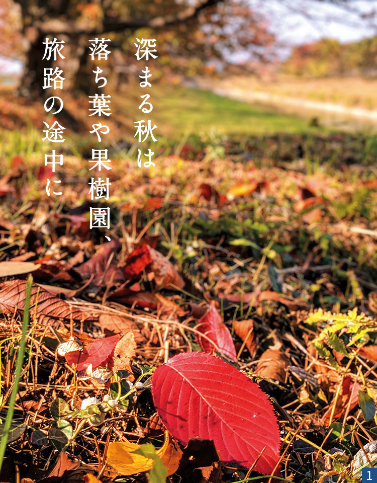 落ち葉が積もり秋の風情となった流川桜並木の写真