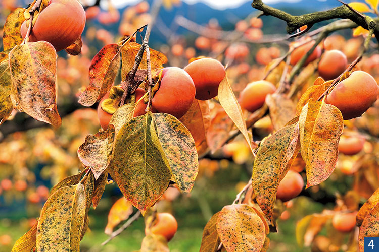 たわわに実る柿と紅葉の写真