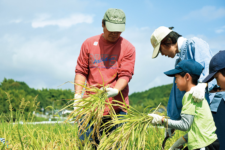 稲の収穫作業の体験をしている人たちの写真