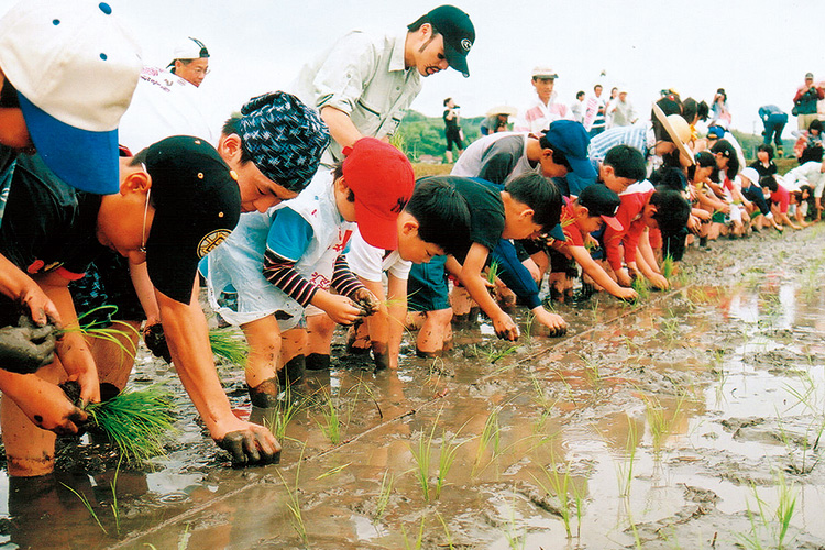 たくさんの子どもたちが手植えによる田植え体験をしている写真 たくさんの子どもたちが手植えによる田植え体験をしている写真