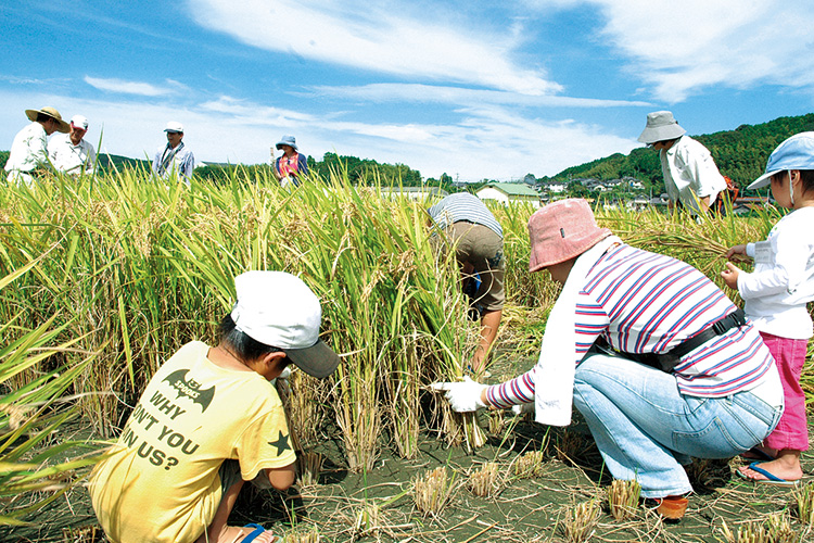 稲の収穫作業の体験をしている人たちの写真
