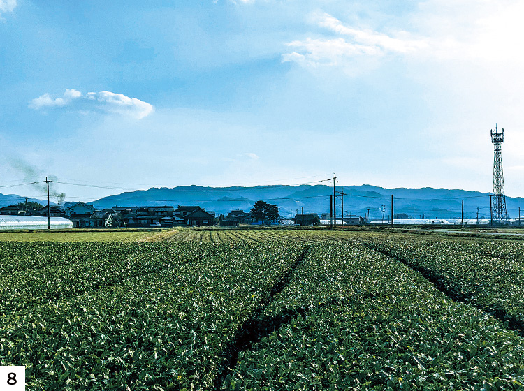 茶畑の写真 茶畑の写真