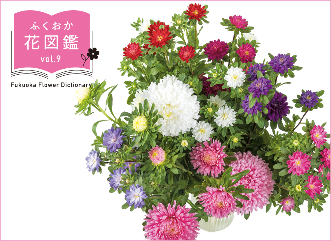 ふくおか花図鑑のロゴとアスターの写真 ふくおか花図鑑のロゴとアスターの写真