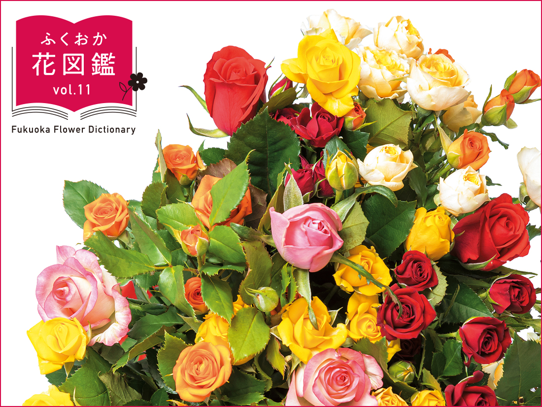 ふくおか花図鑑のロゴとバラの花束の写真