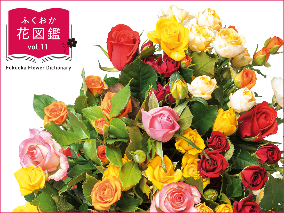 ふくおか花図鑑のロゴとバラの花束の写真 ふくおか花図鑑のロゴとバラの花束の写真