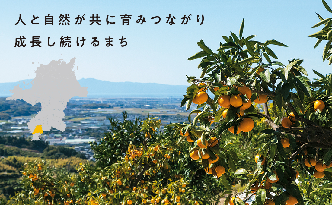 みかん畑の写真 みかん畑の写真
