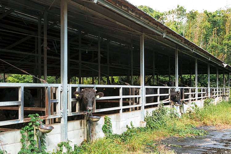 牛舎の写真