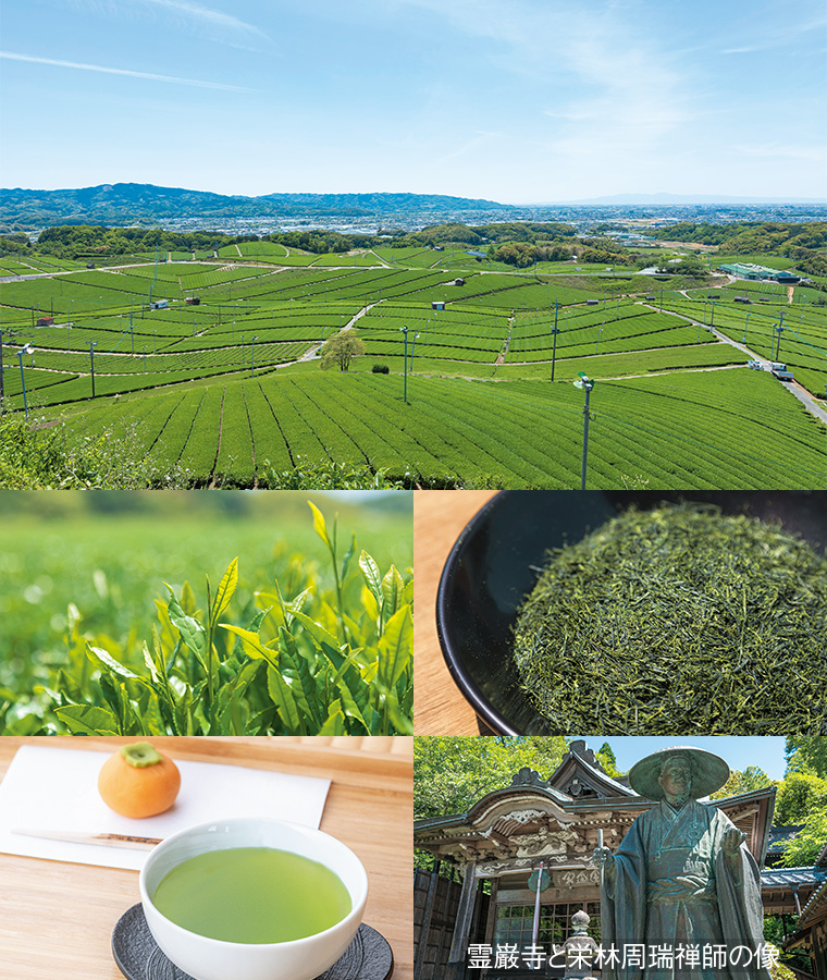 広大なお茶畑やお茶の葉、霊巌寺の写真 広大なお茶畑やお茶の葉、霊巌寺の写真