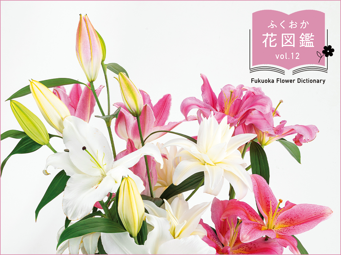 ふくおか花図鑑オリエンタルユリの花束写真 ふくおか花図鑑オリエンタルユリの花束写真