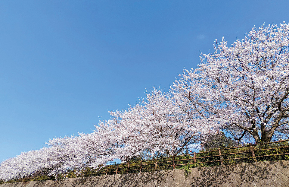 遠賀川沿いに桜が咲き誇る写真