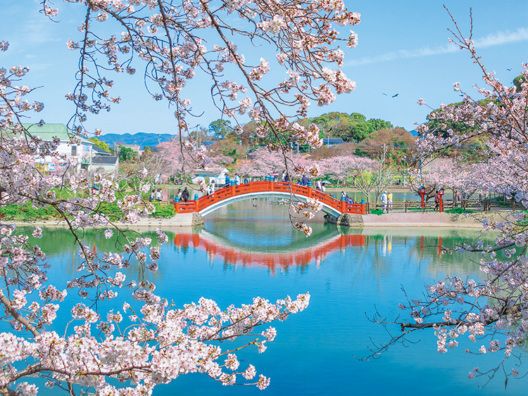 満開の桜と赤い橋のある垣生公園の写真