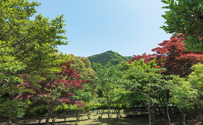 木々が色づく興山園の写真