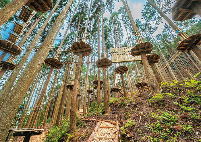 森の立ち木に作られたアスレチックの写真