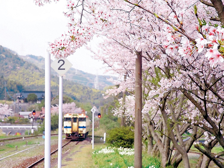桜と電車の風景写真