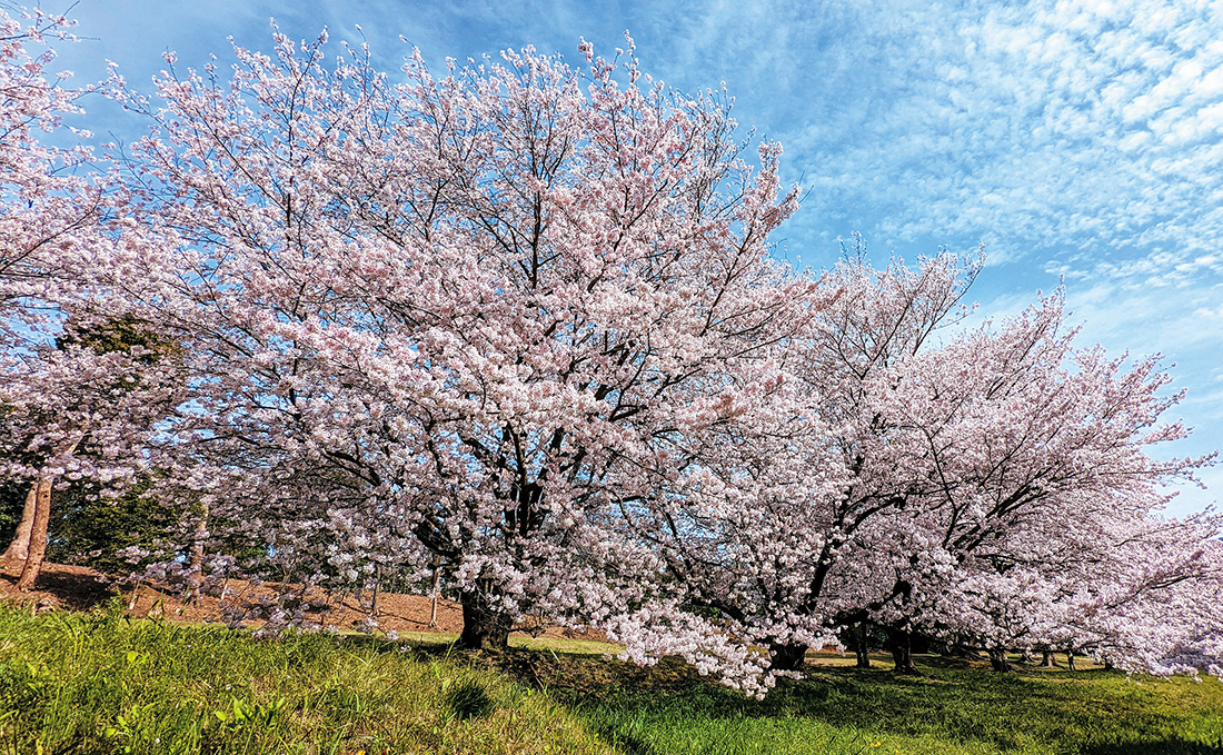 桜並木の写真