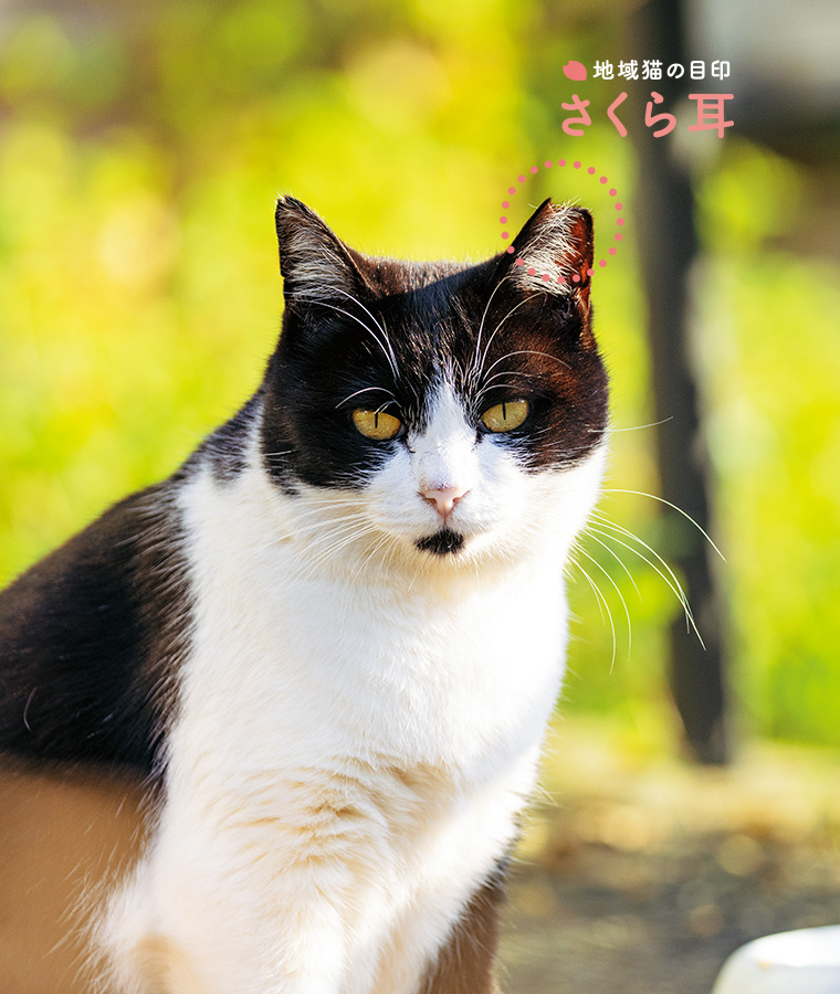 さくら耳のある猫の写真 さくら耳のある猫の写真