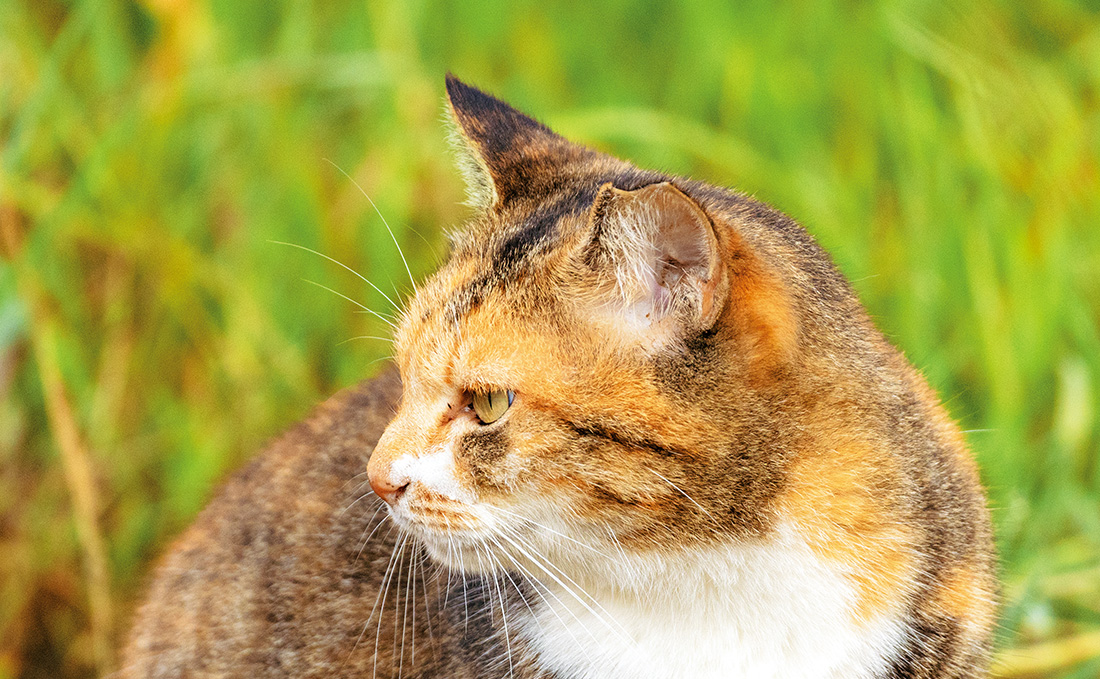 さくら耳のある猫の写真